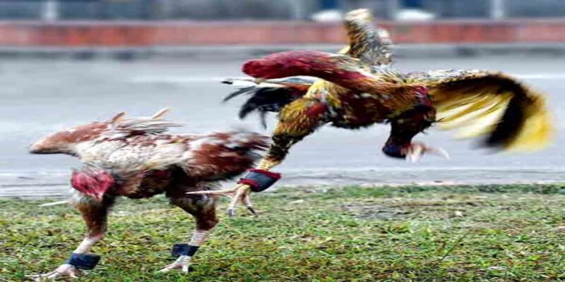 Một số loại hình đá gà tại nền tảng